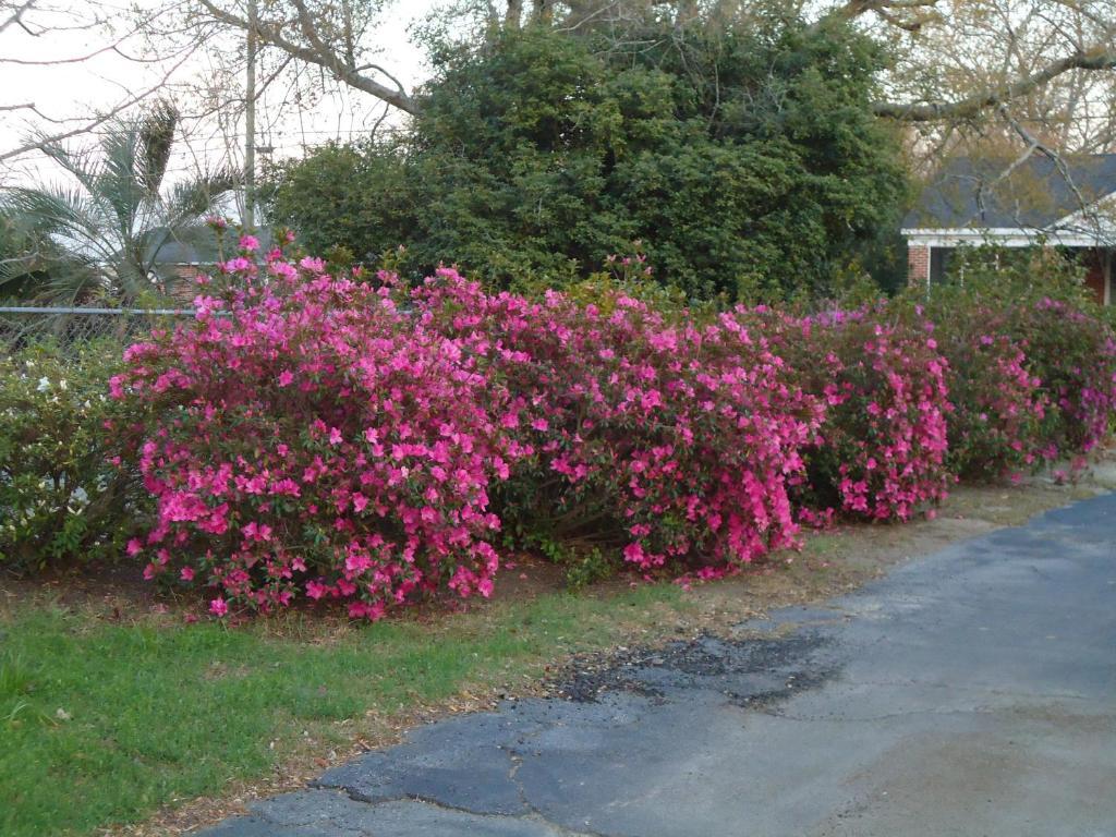 Swainsboro Edenfield House Bed & Breakfast エクステリア 写真